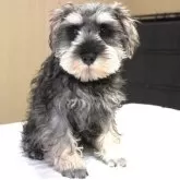 ミニチュアシュナウザー【岐阜県・男の子・2025年8月16日・ソルト&ペッパー】の写真11