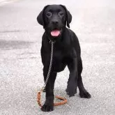 ラブラドールレトリバー【岐阜県・女の子・2025年7月7日・ブラック】の写真11