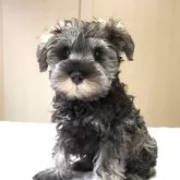 ミニチュアシュナウザー【岐阜県・男の子・2025年8月16日・ソルト&ペッパー】の写真11