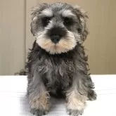 ミニチュアシュナウザー【岐阜県・男の子・2025年8月16日・ソルト&ペッパー】の写真12