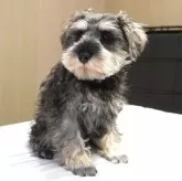 ミニチュアシュナウザー【岐阜県・男の子・2025年8月16日・ソルト&ペッパー】の写真13