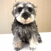 ミニチュアシュナウザー【岐阜県・男の子・2025年8月16日・ソルト&ペッパー】の写真14