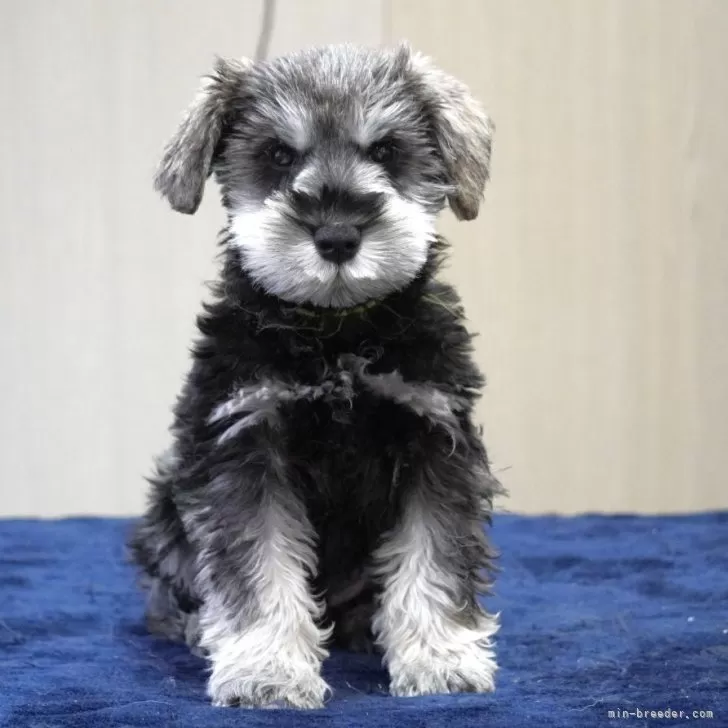 ID:2502-06533の子犬
