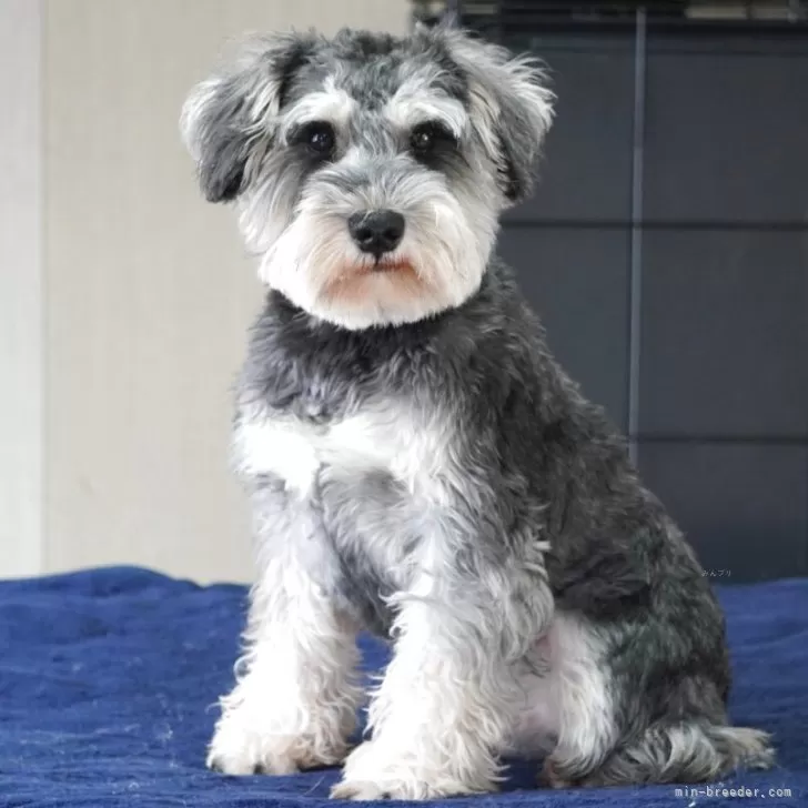 ID:2408-06994の子犬