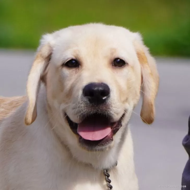 Y.T 様のお迎えした子犬