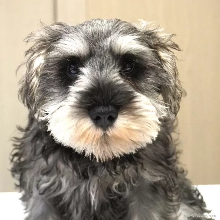 ミニチュアシュナウザー【岐阜県・男の子・2025年8月16日・ソルト&amp;ペッパー】の写真1「きいろリボンの男の子、総額は、仔犬代金、ワクチン代金等合わせまして、215,600(税込)です。」