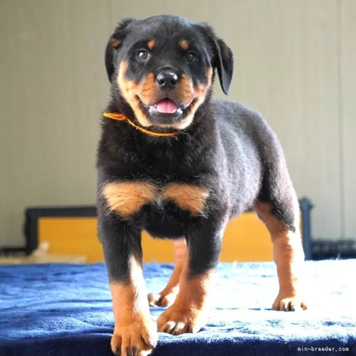 ID：2503-08440の子犬