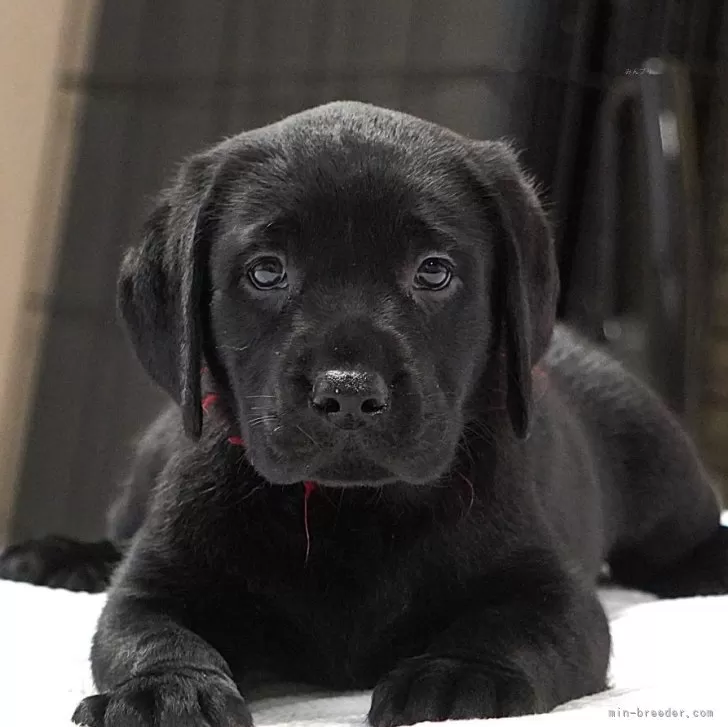 ID：2508-05397の子犬