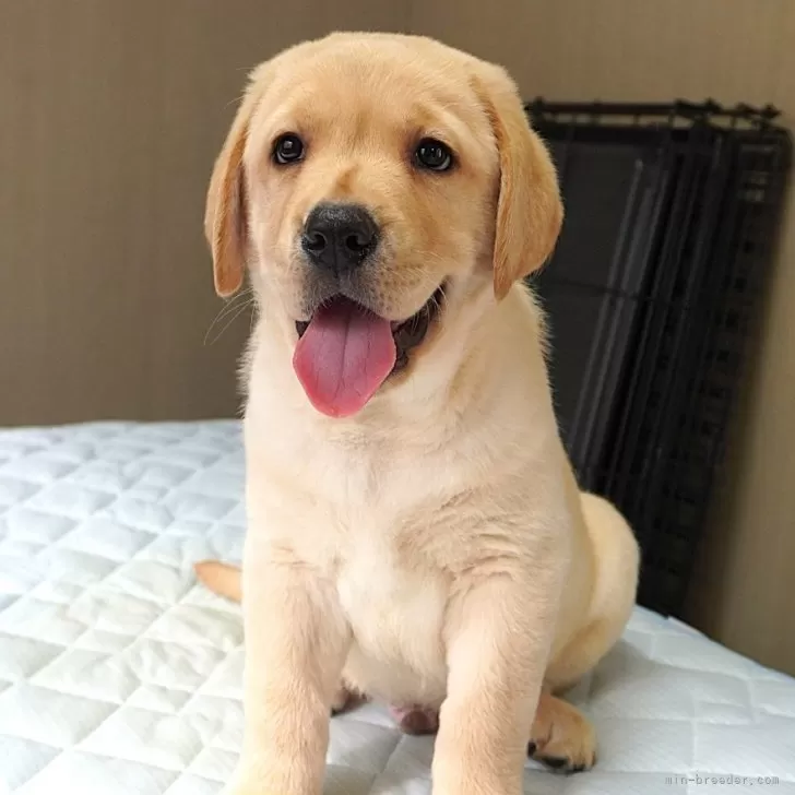 ID:2506-02641の子犬