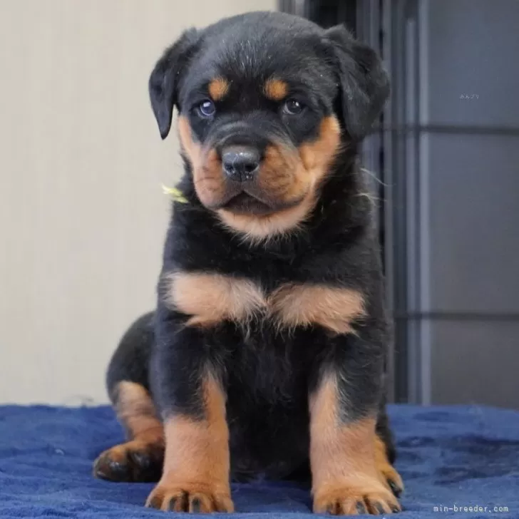 ID:2503-08446の子犬