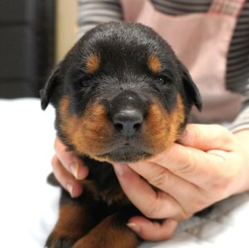 ロットワイラー【岐阜県・男の子・2025年10月30日・ブラック&タン】の写真「母乳をシッカリ飲み、体型コロコロ！」