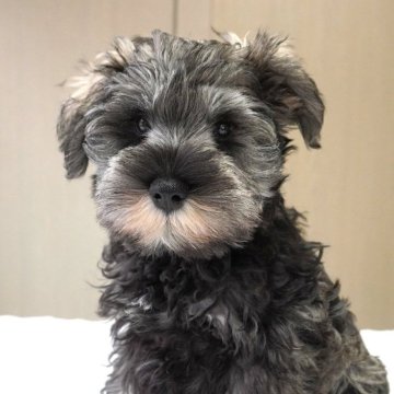 ミニチュアシュナウザー【岐阜県・男の子・2025年8月16日・ソルト&ペッパー】の写真「とても可愛い5兄妹」