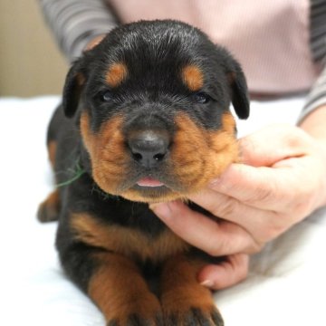 ロットワイラー【岐阜県・女の子・2025年10月30日・ブラック&タン】の写真「母乳をシッカリ飲み、体型コロコロ！」