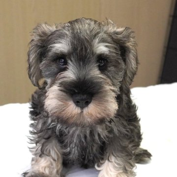 ミニチュアシュナウザー【岐阜県・男の子・2025年8月16日・ソルト&ペッパー】の写真「とても可愛い5兄妹」