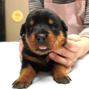 ロットワイラー【岐阜県・女の子・2025年10月30日・ブラック&タン】の写真「母乳をシッカリ飲み、体型コロコロ！」