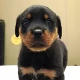 ロットワイラー