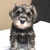 ミニチュアシュナウザー