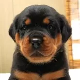 ロットワイラー