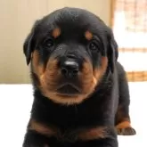 ロットワイラー