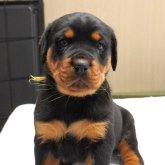 ロットワイラー