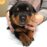 ロットワイラー