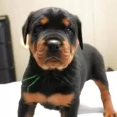 ロットワイラー