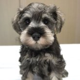 ミニチュアシュナウザー