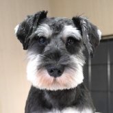 ミニチュアシュナウザー