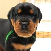 ロットワイラー