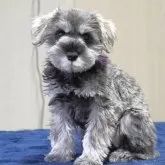 ミニチュアシュナウザー【岐阜県・女の子・2025年1月18日・ソルト&ペッパー】の写真1「パープルリボンの女の子,御見学後、御成約頂けましたら、２万円キャッシュバック致します！」