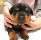 ロットワイラー