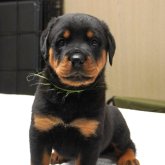 ロットワイラー