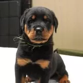 ロットワイラー