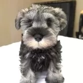 ミニチュアシュナウザー【岐阜県・男の子・2025年8月16日・ソルト&ペッパー】の写真3「当方、予定が無ければ、当日見学対応可能で御座います。」