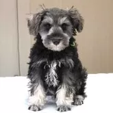 ミニチュアシュナウザー【岐阜県・男の子・2025年8月16日・ソルト&ペッパー】の写真3「LINE、Zoomでのオンライン見学も実施しております。」