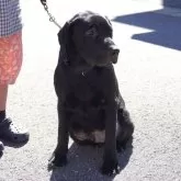 ラブラドールレトリバー【岐阜県・男の子・2025年4月20日・ブラック】の写真3