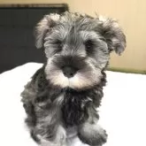 ミニチュアシュナウザー【岐阜県・男の子・2025年8月16日・ソルト&ペッパー】の写真4「遠方で、中々こちらへ来れない方、先ずはお問い合わせ下さいね!」