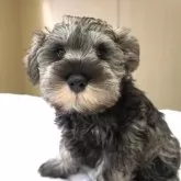 ミニチュアシュナウザー【岐阜県・男の子・2025年8月16日・ソルト&ペッパー】の写真5