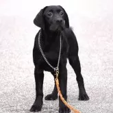 ラブラドールレトリバー【岐阜県・女の子・2025年7月7日・ブラック】の写真5「遠方で、中々こちらへ来れない方、先ずは、お問い合わせ下さいね！」