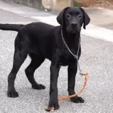 ラブラドールレトリバー【岐阜県・女の子・2025年7月7日・ブラック】の写真6