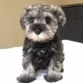 ミニチュアシュナウザー【岐阜県・男の子・2025年8月16日・ソルト&ペッパー】の写真6