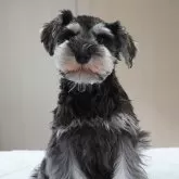 ミニチュアシュナウザー【岐阜県・男の子・2025年1月18日・ブラック&シルバー】の写真7