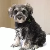 ミニチュアシュナウザー【岐阜県・男の子・2025年8月16日・ソルト&ペッパー】の写真7