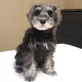 ミニチュアシュナウザー【岐阜県・男の子・2025年8月16日・ソルト&ペッパー】の写真8