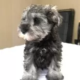 ミニチュアシュナウザー【岐阜県・男の子・2025年8月16日・ソルト&ペッパー】の写真9