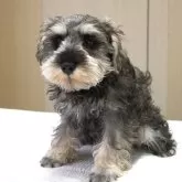 ミニチュアシュナウザー【岐阜県・男の子・2025年8月16日・ソルト&ペッパー】の写真9