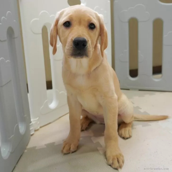 ID:2401-02340の子犬