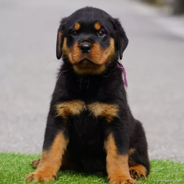 ID:2408-00739の子犬