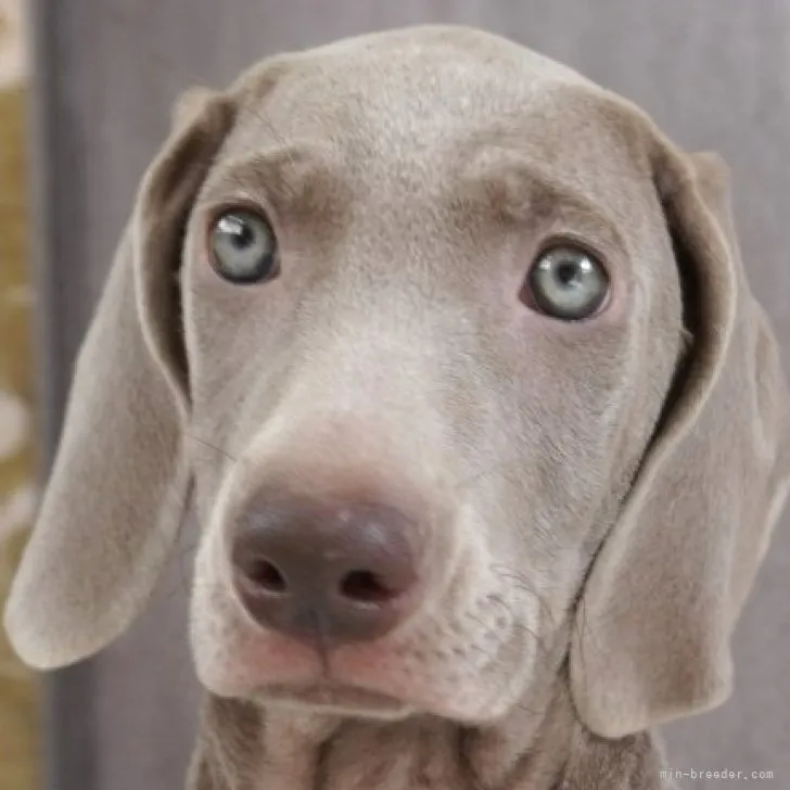 ばちこ 様のお迎えした子犬