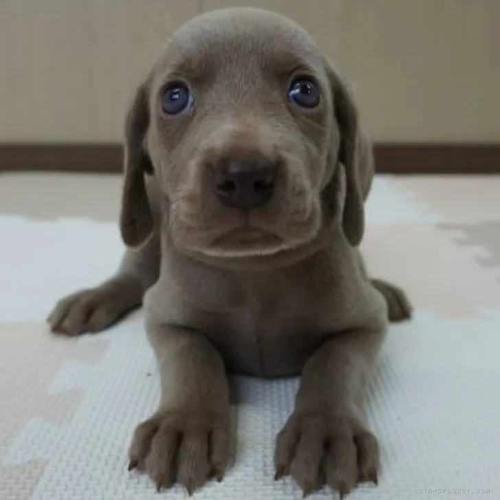 イシ 様のお迎えした子犬